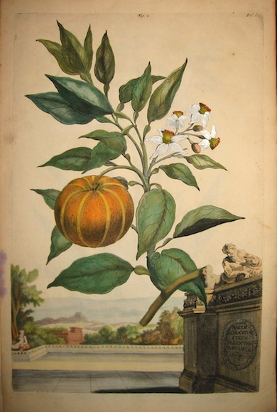 Munting Abraham (1626-1683) Malus Aurantia Strius Aureis Distincta 1696 Leiden-Utrecht  